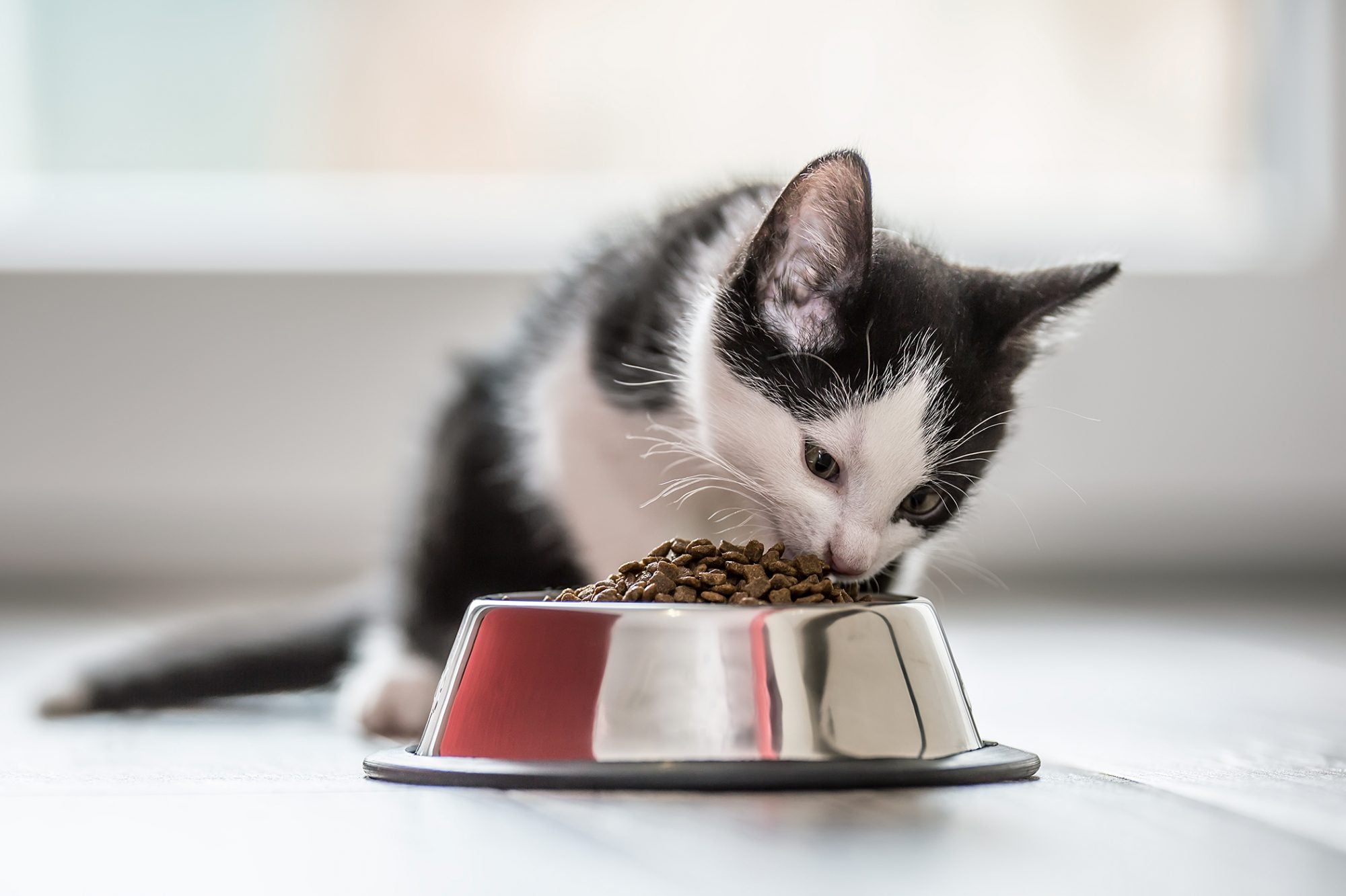 Wet Cat Food vs. Dry Cat Food Which is better