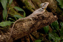 REPTILE - BOYD'S FOREST DRAGON (Lophosaurus boydii)