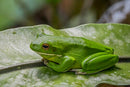 REPTILE - WHITE LIPPED TREE FROG (Nyctimystes infrafrenatus)