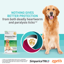 Flea and tick Treatment Puppy