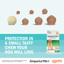 Flea and tick Treatment Puppy
