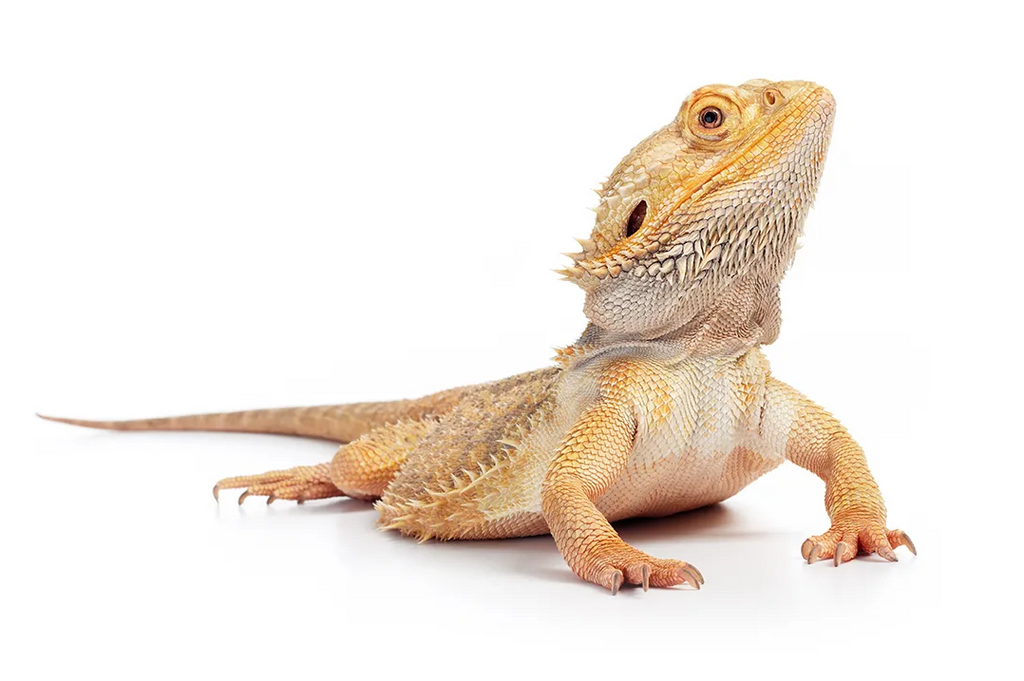 Bearded dragon cat food deals