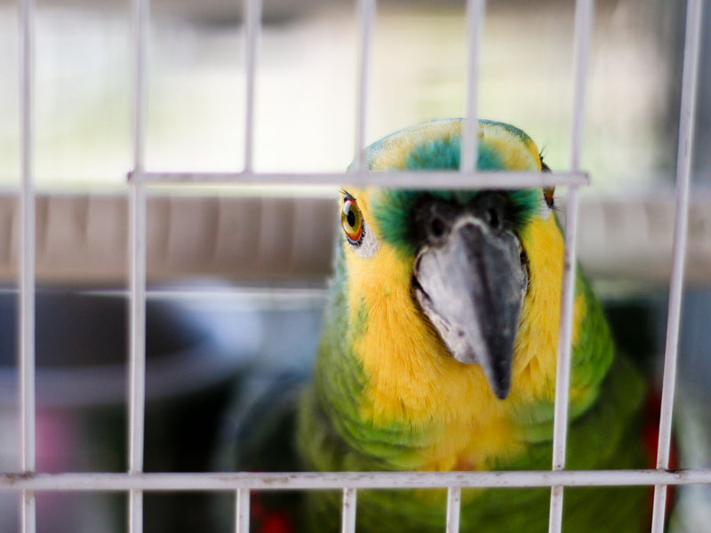 Best bird cages