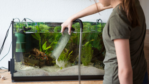 How to care for your aquarium - Feeding your fish