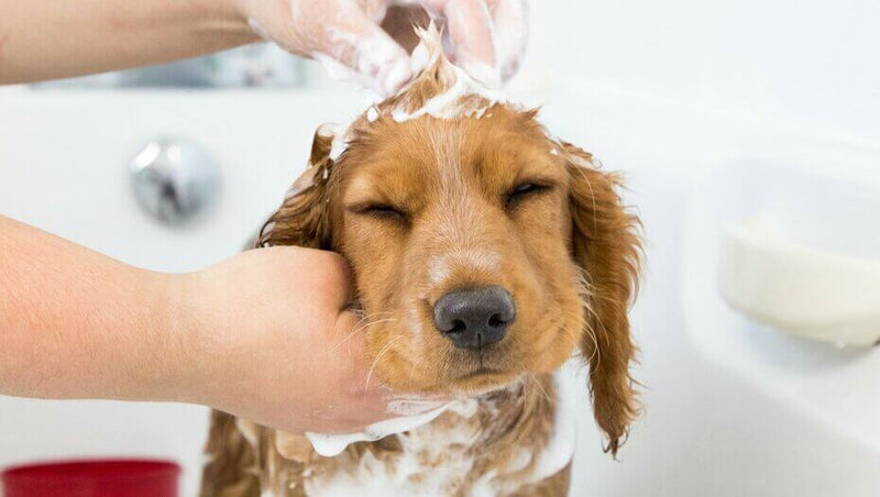 How to bathe your dog