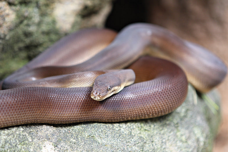 How to care for an Olive Python