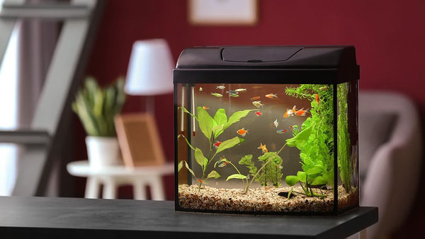 How to set up your aquarium