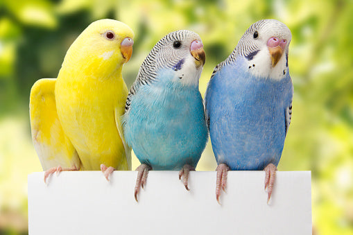 Best pet birds