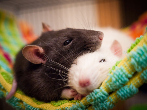 Why rats make great pets