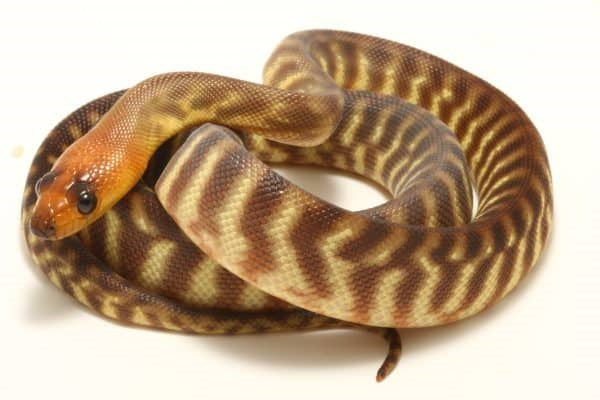 REPTILE - WOMA PYTHON - (ASPIDITES RAMSAYI)