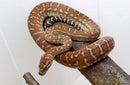 REPTILE - BREDLI PYTHON (MORELIA SPILOTA BREDLI)