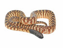 REPTILE - BLACK HEADED PYTHON (ASPIDITES MELANOCEPHALUS)