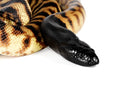 REPTILE - BLACK HEADED PYTHON (ASPIDITES MELANOCEPHALUS)