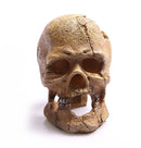 HUMAN SKULL W/HOLE 13CM