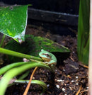 REPTILE - MAGNIFICENT TREE FROG (LITORIA SLENDIDA)