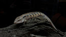 REPTILE - NORTHERN BLUE TONGUE LIZARD (Tiliqua Scincoides Intermedia)