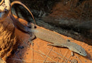 REPTILE - STRIPED-TAILED MONITOR (VARANUS CAUDOLINEATUS)