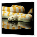 REPTILE - ALBINO DARWIN PYTHON (MORELIA SPILOTA VARIEGATA)
