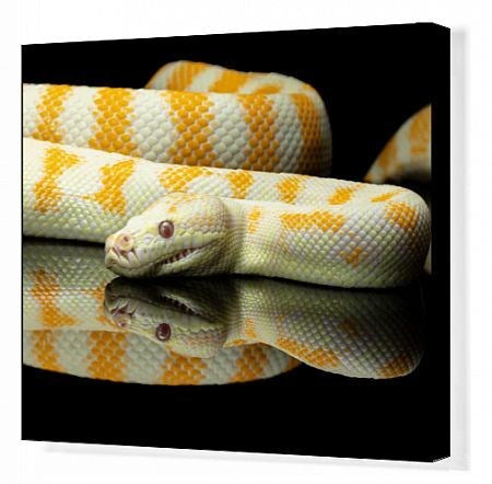 REPTILE - ALBINO DARWIN PYTHON (Morelia spilota variegata)