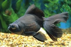 GOLDFISH - BLACK MOORS 5CM **See in-store for pricing**