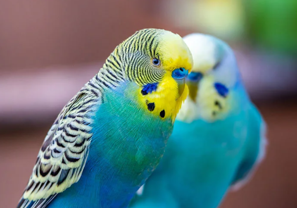 BIRDS - BUDGIE