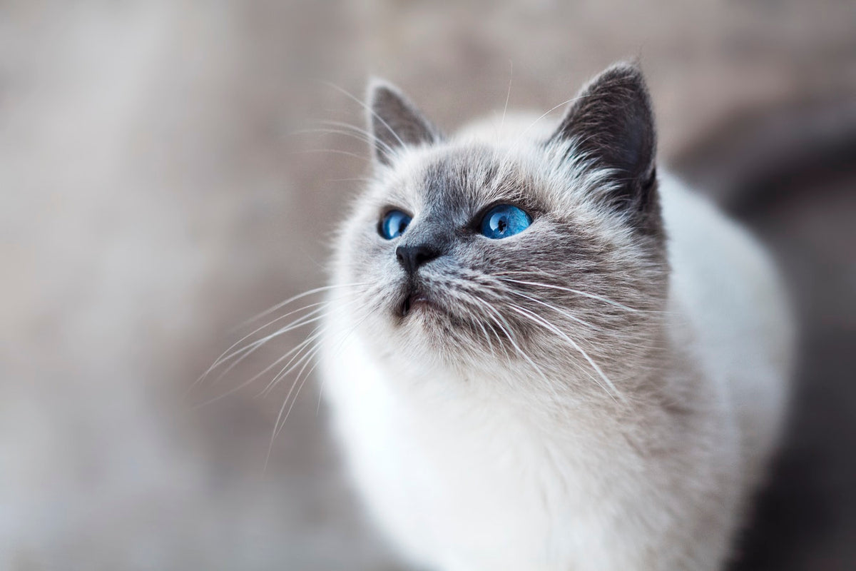 Cat with blue eyes staring