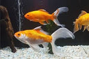 GOLDFISH - COMET 5CM **See in-store for pricing**