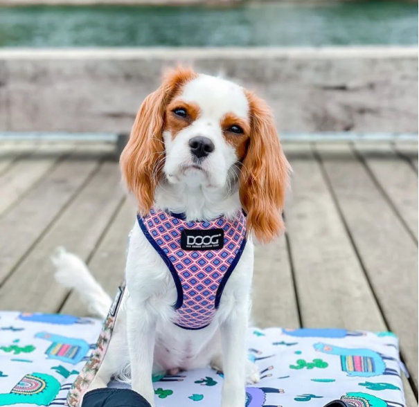 DOOG GROMIT HARNESS SMALL