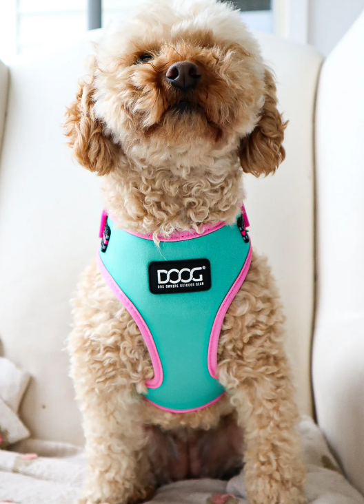DOOG RIN TIN TIN HARNESS LARGE