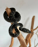 REPTILE - DIAMOND PYTHON (MORELIA SPILOTA SPILOTA)