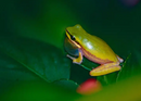 REPTILE - EASTERN SEDGEFROG (Litoria fallax)