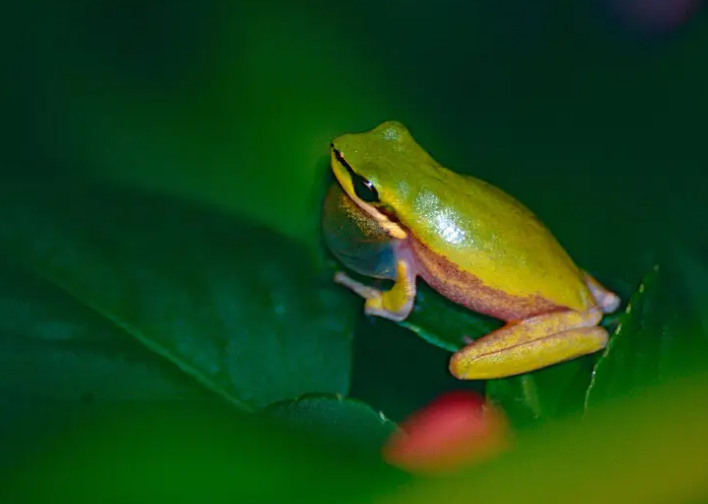 REPTILE - EASTERN SEDGEFROG (Litoria fallax)