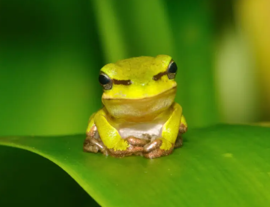 REPTILE - EASTERN SEDGEFROG (Litoria fallax)