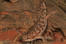 REPTILE - SOUTHERN PYGMY SPINY-TAILED SKINK (EGERNIA DEPRESSA)