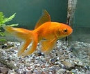 GOLDFISH - FANTAIL 5CM **See in-store for pricing**