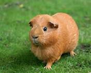 SMALL ANIMAL - GUINEA PIG MALE