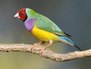 BIRDS - FINCH GOULDIAN