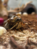 INVERTEBRATE - HERMIT CRAB MEDIUM