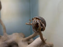 INVERTEBRATE - HERMIT CRAB MEDIUM