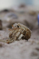 INVERTEBRATE - HERMIT CRAB MEDIUM