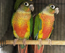 BIRDS - CONURE HIGH RED