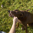KAZOO PRIME CUTS BEEF LIVER CHIPS 220G