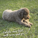 KAZOO PRIME CUTS SHARK CARTILAGE 400G