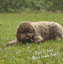 KAZOO PRIME CUTS LAMB LUNG CRISP 80G