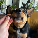 KAZOO PRIME CUTS LAMB SAUSAGE 200G