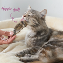 KAZOO PRIME CUTS CAT BUNNY EARS 4PK