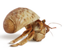 INVERTEBRATE - HERMIT CRAB SMALL