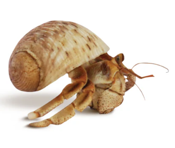 KRABOOZ UNDERCOVER NATURAL HERMIT CRAB LARGE