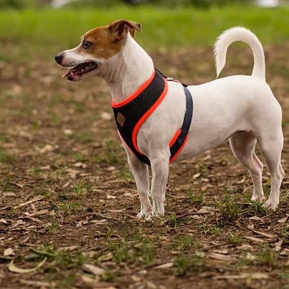 Kazoo Active Soft Walking Harness