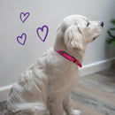 ACTIVE  NYLON COLLAR SLATE XLARGE